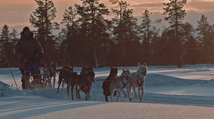 Husky Farm Veijejaur