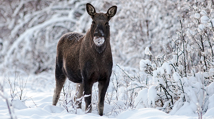 Moose Safari